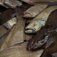 Slimy-looking halibut in a pile